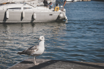 Gaviota en el Puerto de Barcelona