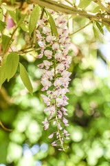 Blooming wisteria in garden, spring time.