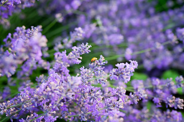 Ladybug in the lavander filed