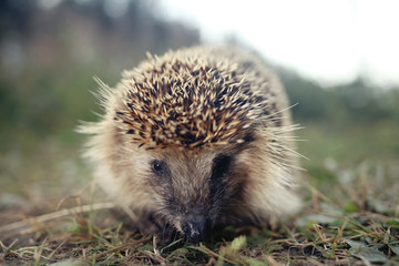 Hedgehog on the grass macro muzzle