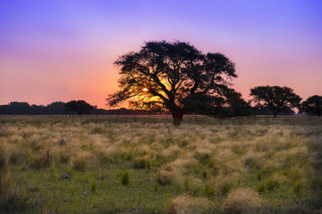 Fototapeta na wymiar Pampas landscape, Argentina