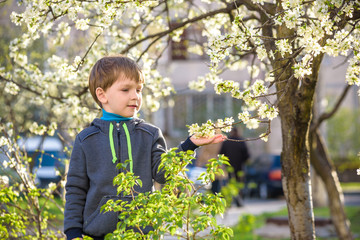 adorable kid boy portrait in blooming cherry garden, walking outdoor. child exploring flowers on bloom tree