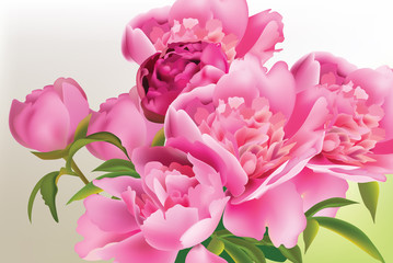Peony flowers bouquet. Springtime fresh natural composition Vector illustration