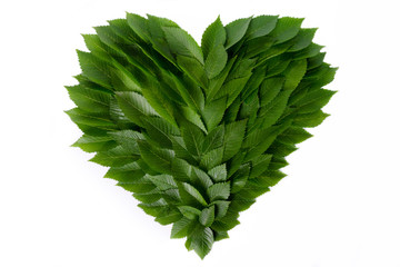 Heart of green leaves. The concept of love of nature and protection of the environment