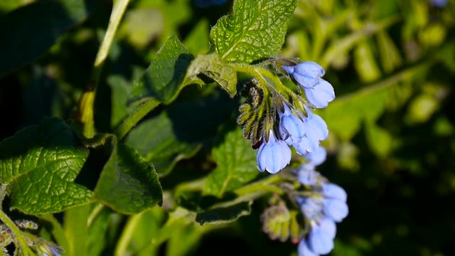 Medical herb Common Comfrey. Symphytum officinale flower on wild meadow. Footage shooting of static camera.