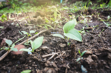 The concept of a new life, planting seedlings (trees) as well as starting a business