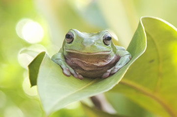 Frog