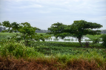 Fototapeta na wymiar Rice field with trees trees in Hoi An, Vietnam.