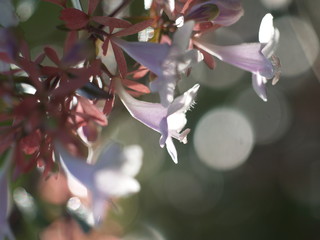 Wild flowers under the sun