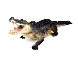 Crocodile isolated on white background, 3D rendering