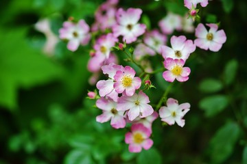 Pink ballerina musk rose flowers