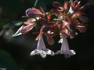 Wild flowers under the sun