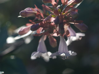 Wild flowers under the sun