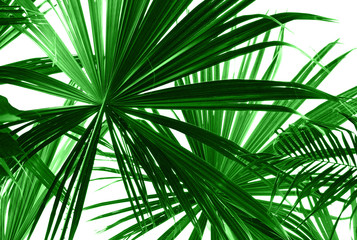 Abstract green palm leaves on white closeup.