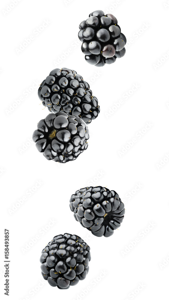 Poster isolated berries. five falling blackberry fruits isolated on white background with clipping path
