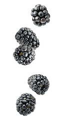 Isolated berries. Five falling blackberry fruits isolated on white background with clipping path © ChaoticDesignStudio