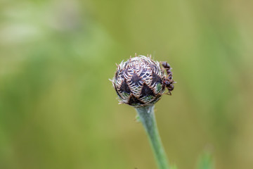 Ant on the flower