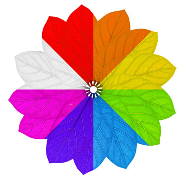 Flower in rainbow colors with a black and white segment