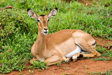 Impala