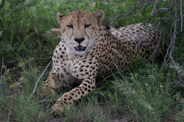 Cheetah