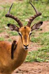 Impala with Red-billed Oxpecker