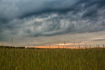 Sonnenuntergang im Getreidefeld