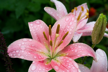 雨上がりのピンクのユリ