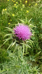 Thistle pickle (Расторопша колючка)