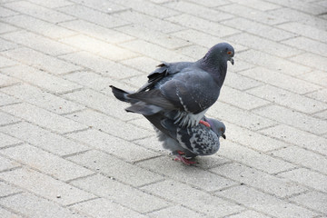 鳩（ハト）