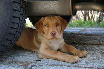 labrador retriever welpe
