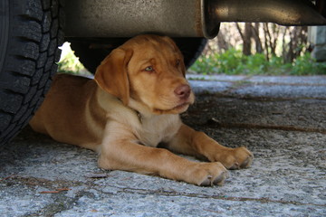 labrador retriever welpe