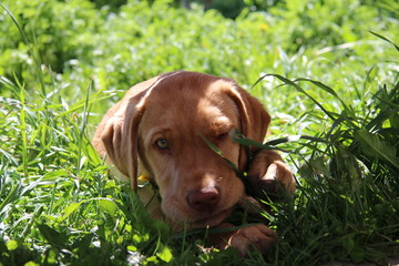 labrador retriever 