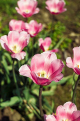Obraz na płótnie Canvas Pink tulips in spring