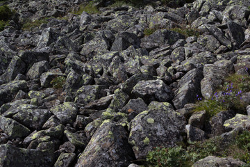 The stone river. Kurumnik - a gray stone placer Northern Urals. Russia.