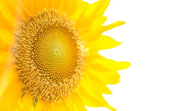 Closeup sunflower isolated on white background