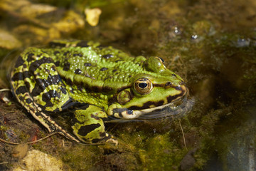 Grass frog