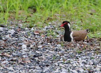 red-wattled lapwing 