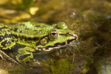 Grass frog
