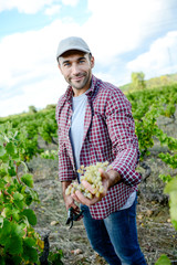 handsome young man working in vineyard picking up ripe grapes during the grapes harvest