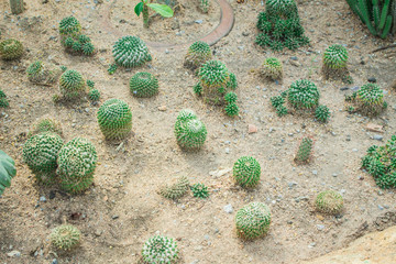 Cactus in the garden.