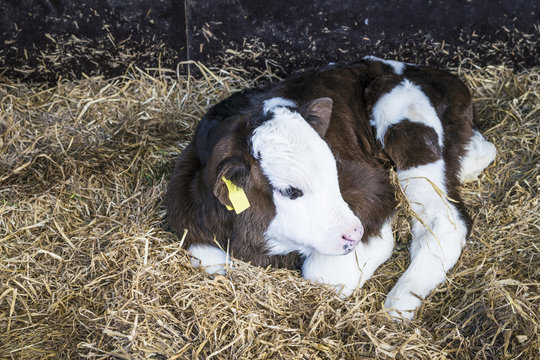 Calf sleeping in a bed of hay