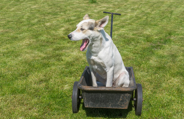 Young mixed breed white male dog waiting till master would drive this cool wheel barrow
