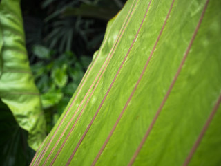 closeup green leaves texture background