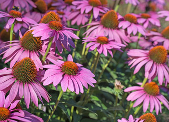  Purpur-Sonnenhut, Echinacea