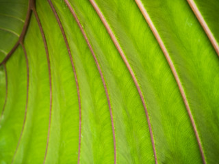 closeup green leaves texture background