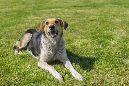 Young mixed breed female dog resting on a cut lawn at spring season