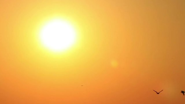 Seagulls on sun background. Warm sunset and flying birds. Slow motion