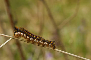 The drinker moth  (Euthrix potatoria)