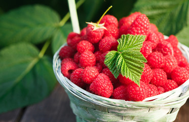 Basket with raspberries near bush on wooden table in garden