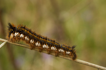 The drinker moth  (Euthrix potatoria)